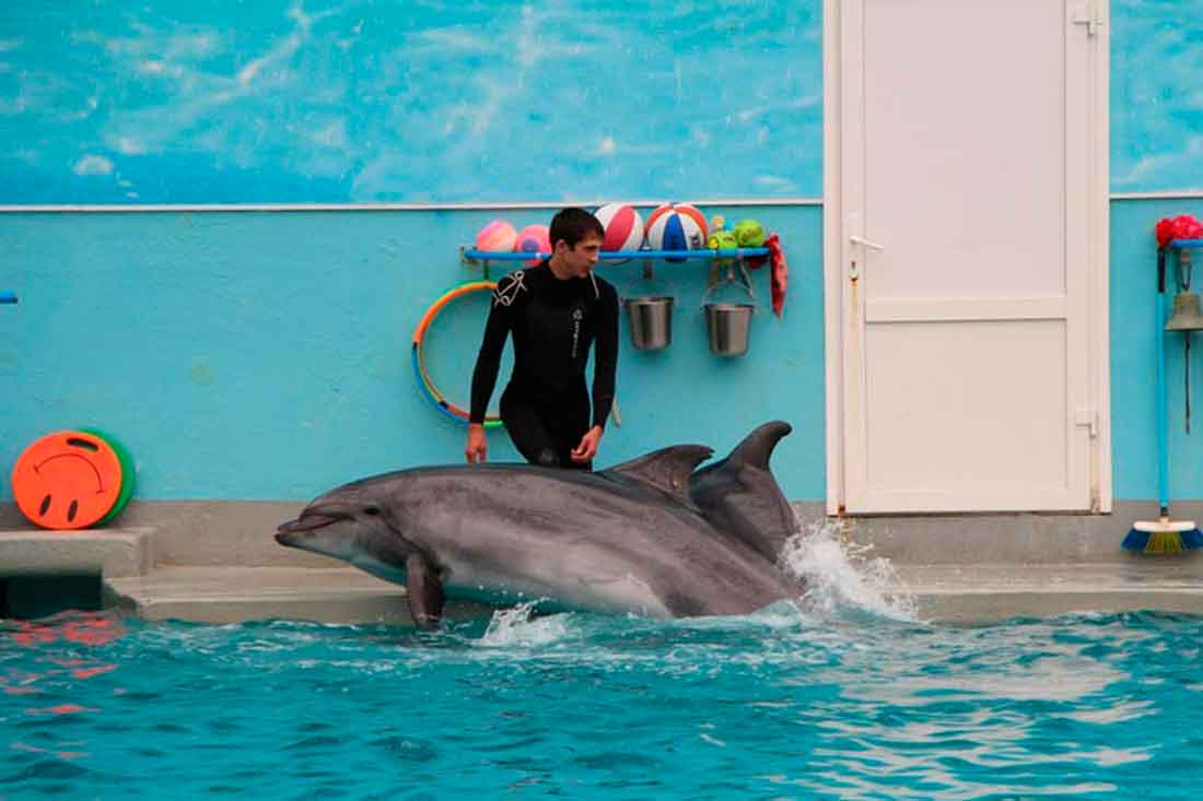 Отдых с семьей в дельфинарии, г. Кисловодска.